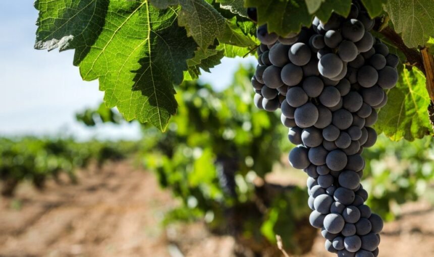 Utiel-Requena: Tu Próxima Aventura Vitivinícola con Meditrp